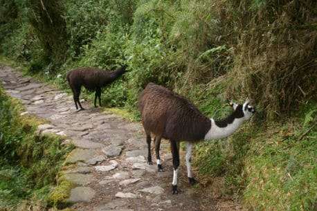 Llama on trail